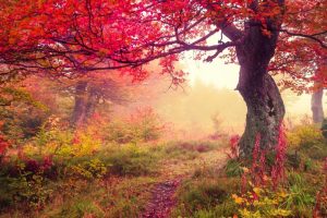 autumn path, dirt road