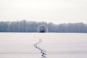 foot steps in the snow