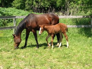 horse and foal - story of love and perimeters