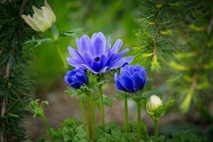 feature blue flowers