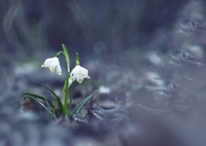 feature snow drop flowers