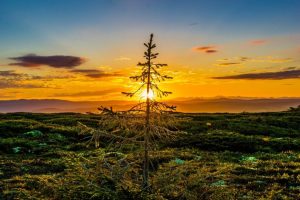 Sunset, lonely tree