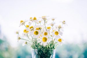 white daisy flowers feature
