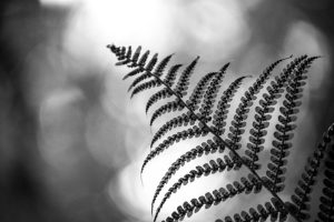 feature calm peaceful image