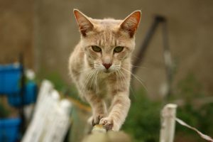 fence cat
