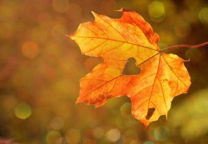 autumn heart love
