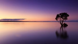 stillness calm tree water