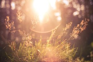 morning forest grass sunrise sunrays