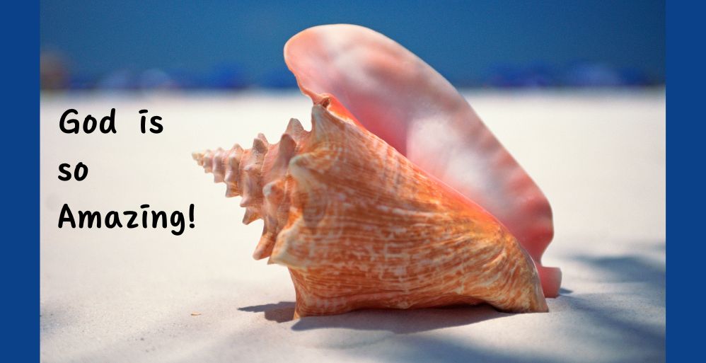 Programmed Seashells - Thoughts about God