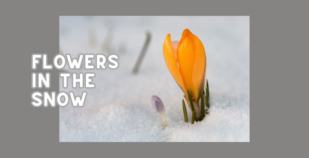 Flowers in the Snow