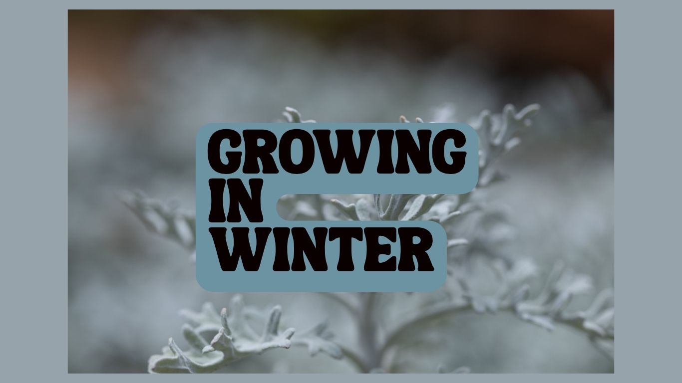 Growing in Winter