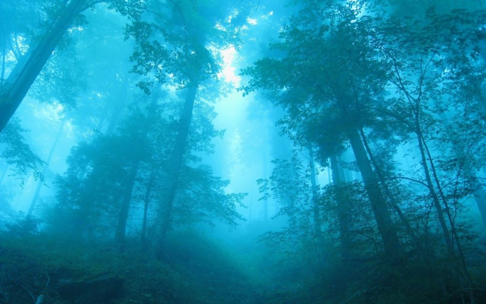 trees-forest dark woods