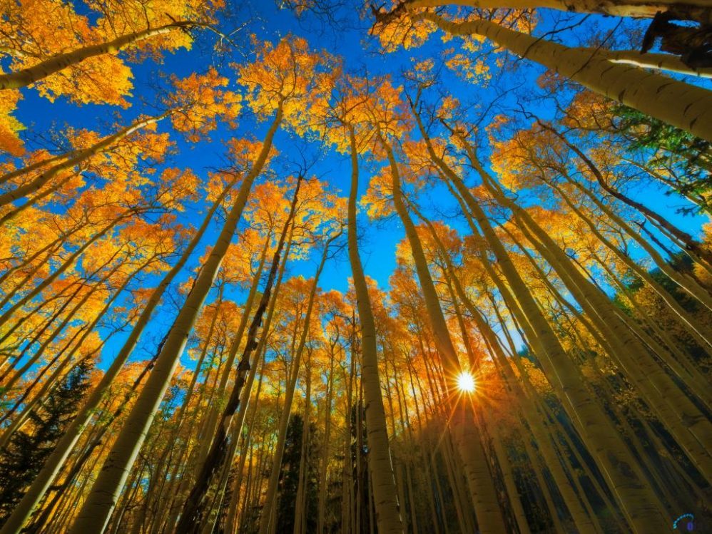 autumn trees scene