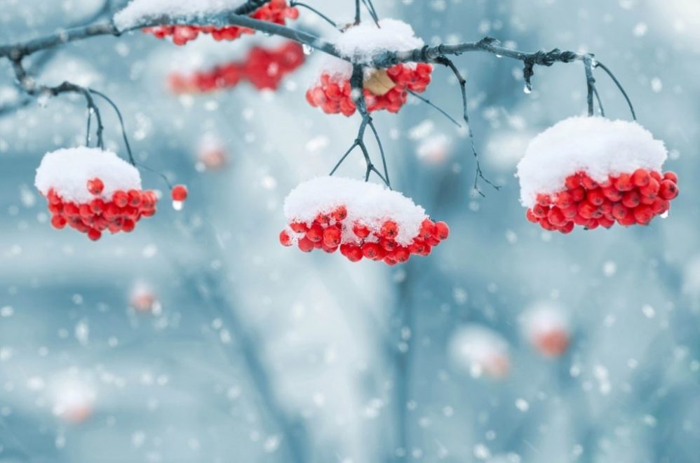 feature winter scene