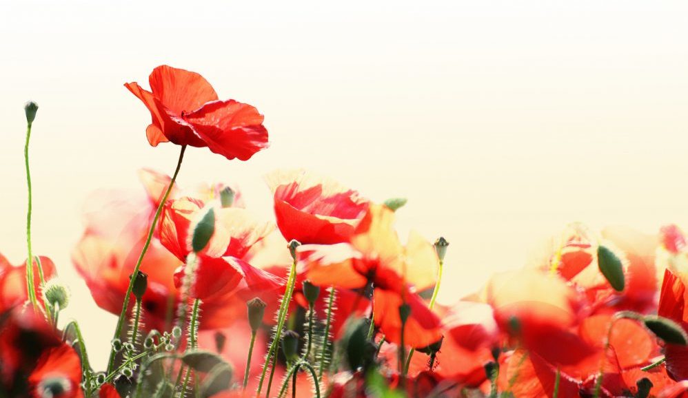 flower poppy red