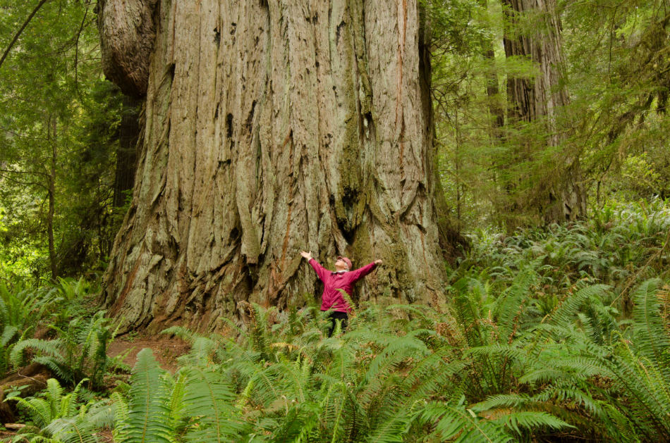 old growth strong strength majestic