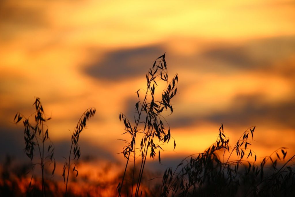 sunset silhouette
