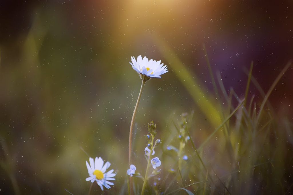 flower, daisy