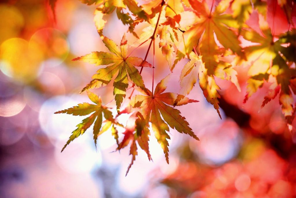 autumn leaves feature