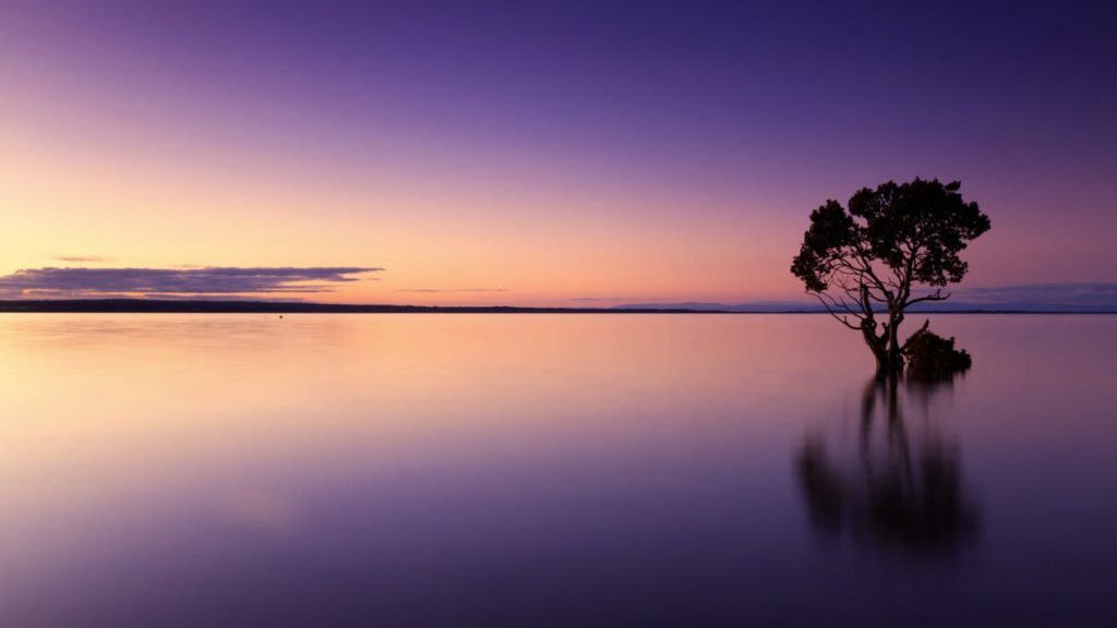 stillness calm tree water