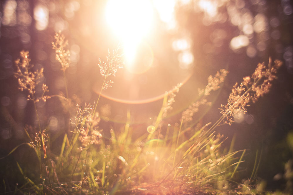 morning forest grass sunrise sunrays