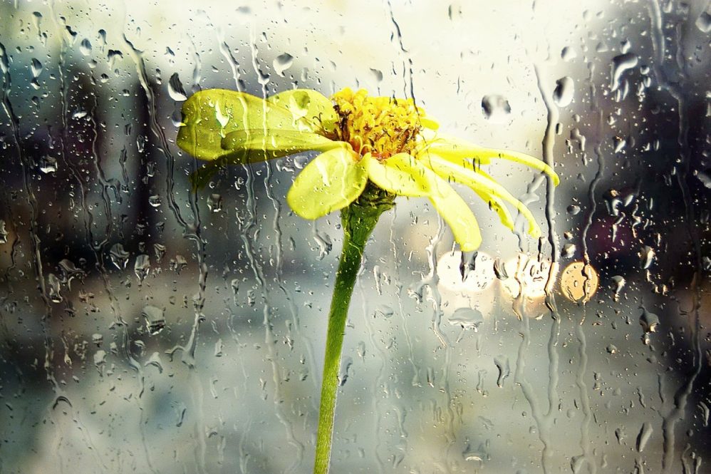 flower in the rain by pixabay
