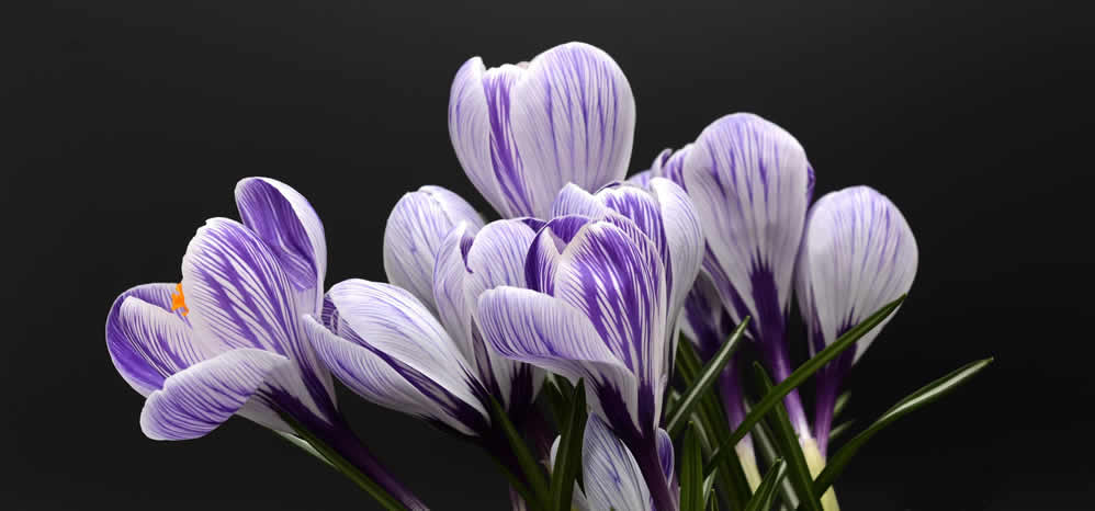 crocus-flower