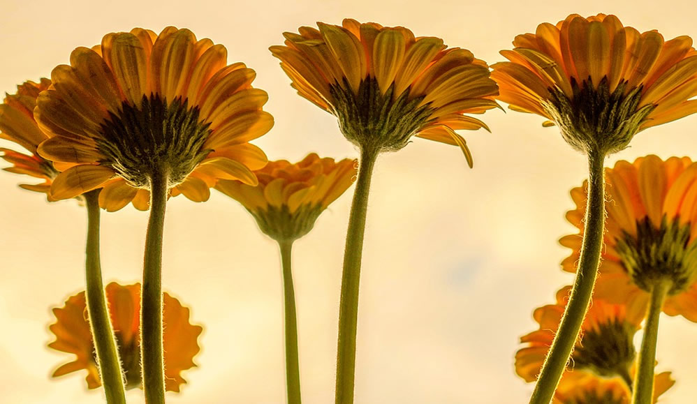A close up shot of a bunch of sunflowers.