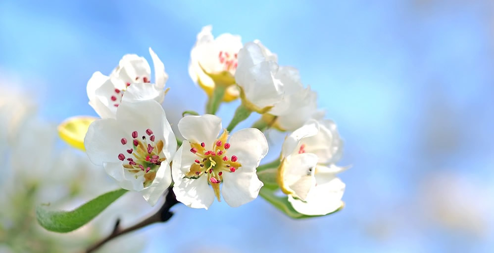 The Old Apple Tree