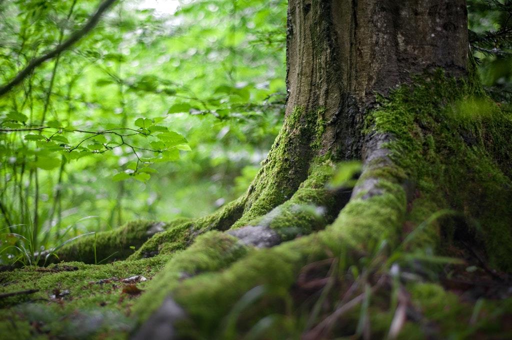 A Prayer of Praise for God’s Creation