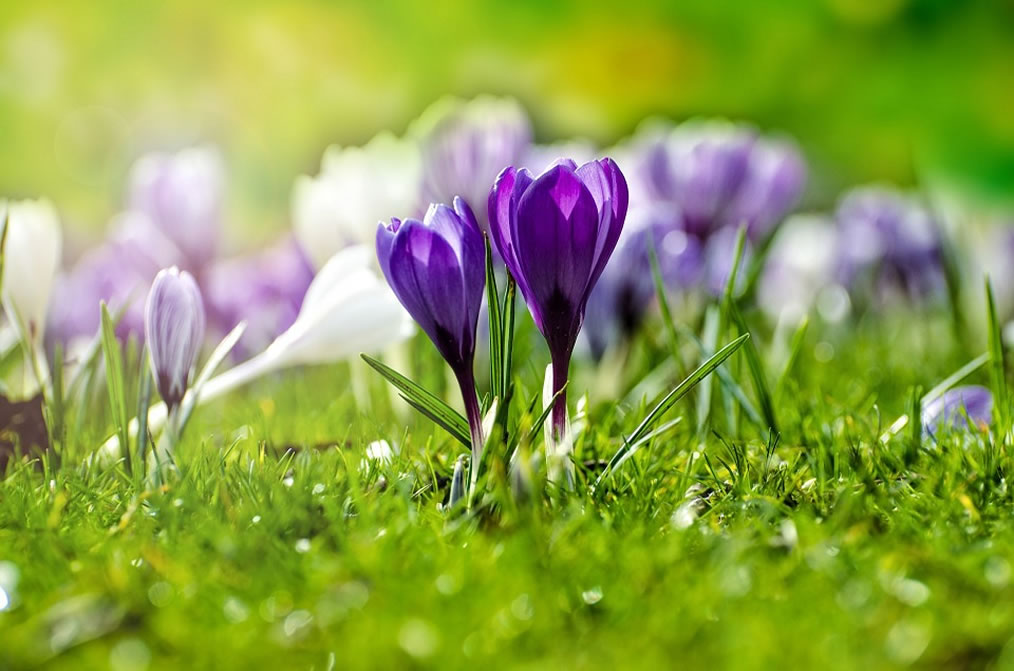 Living in God’s Joy and Peace