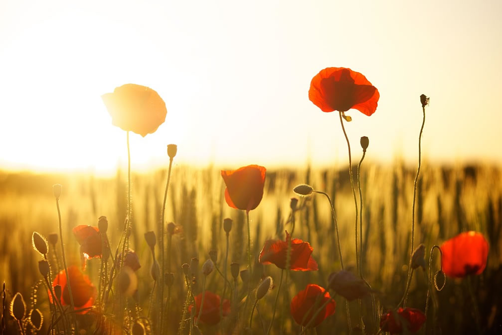 Remembrance Day