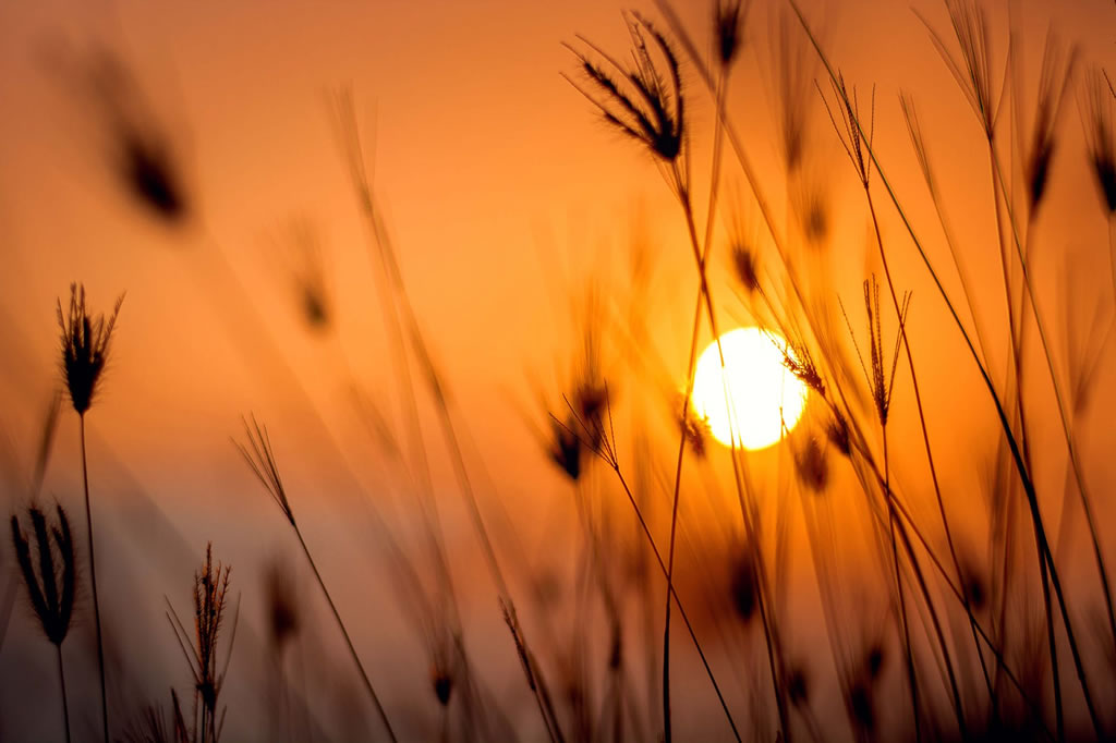 The Light of the World