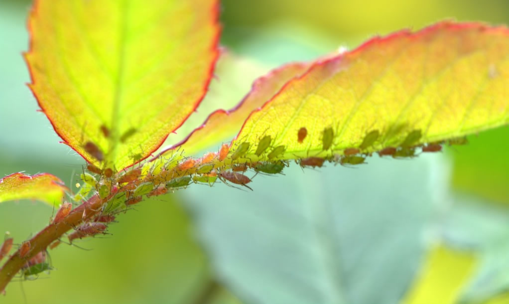 sin is like an aphids. Sucks the energy out of us