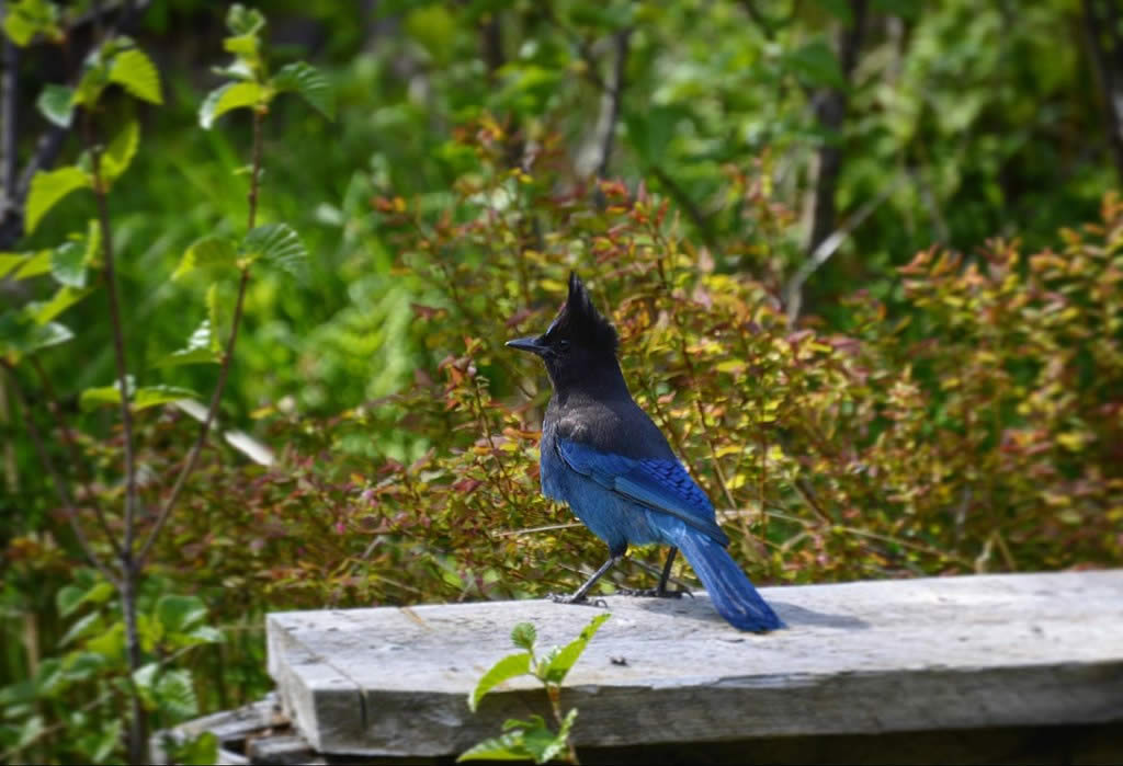Blue Stellers Jay - raucous sound