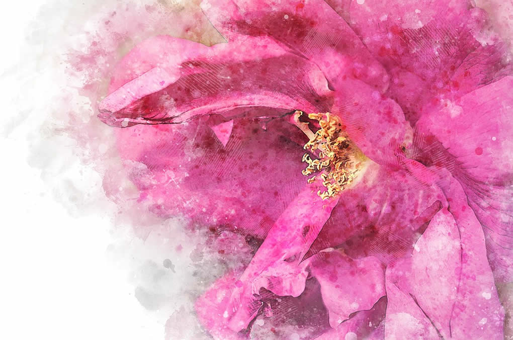 A Trampled Rose