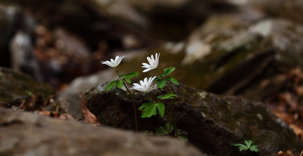Persecution and Hardship
