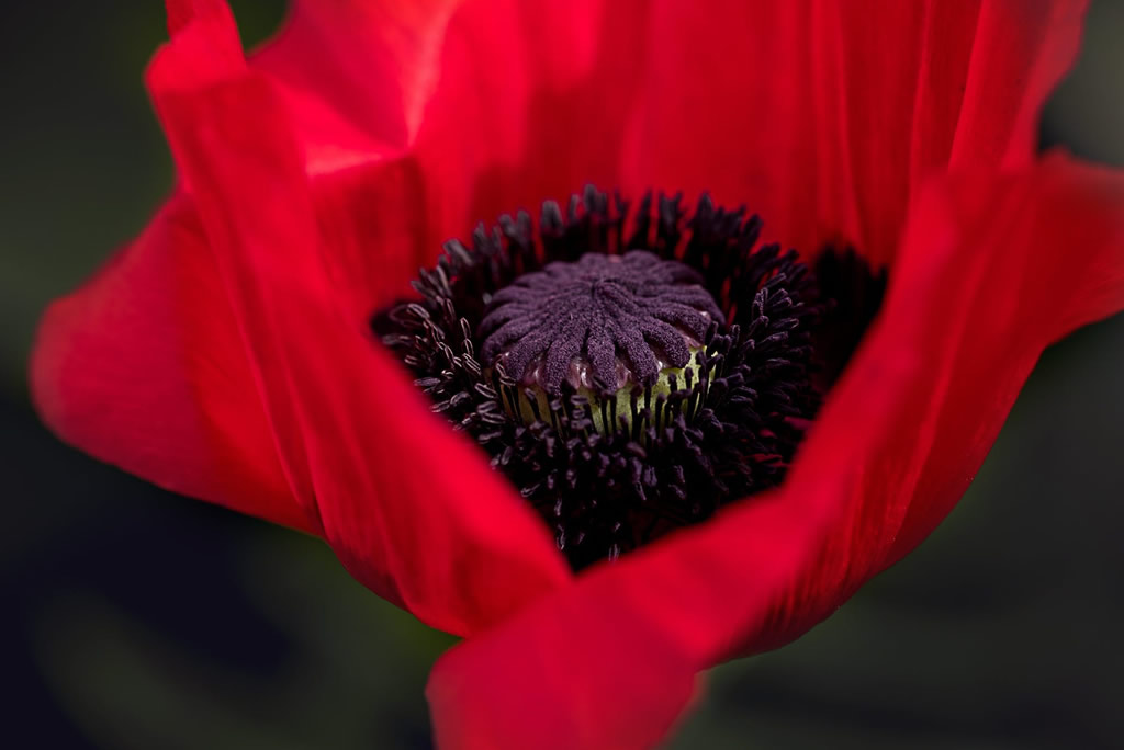 Remembrance Day ‘Daddy’s Poem’