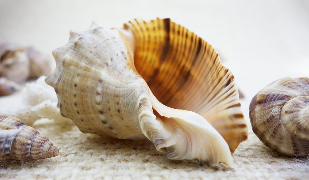 He Programs the Seashells