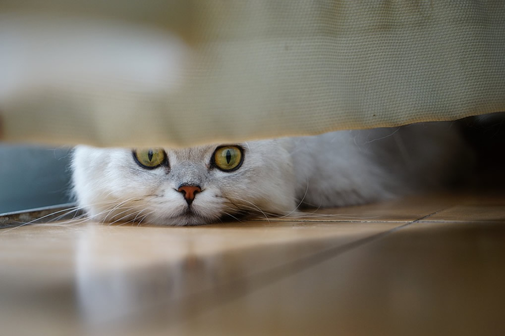 Beware! We Have Many Observers