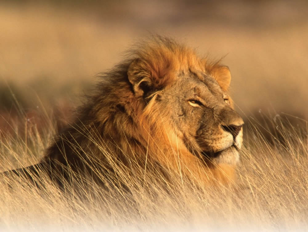 Facing the Lions