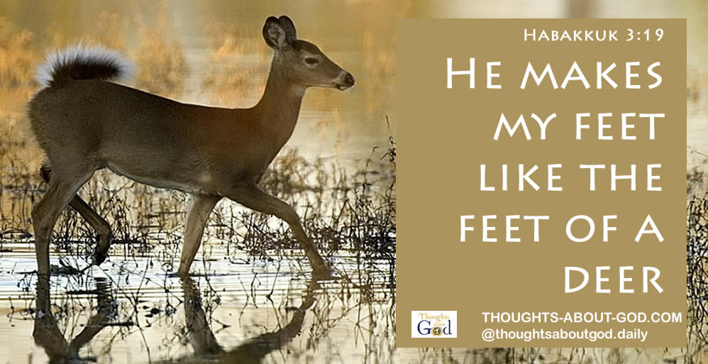 Like A Deer
