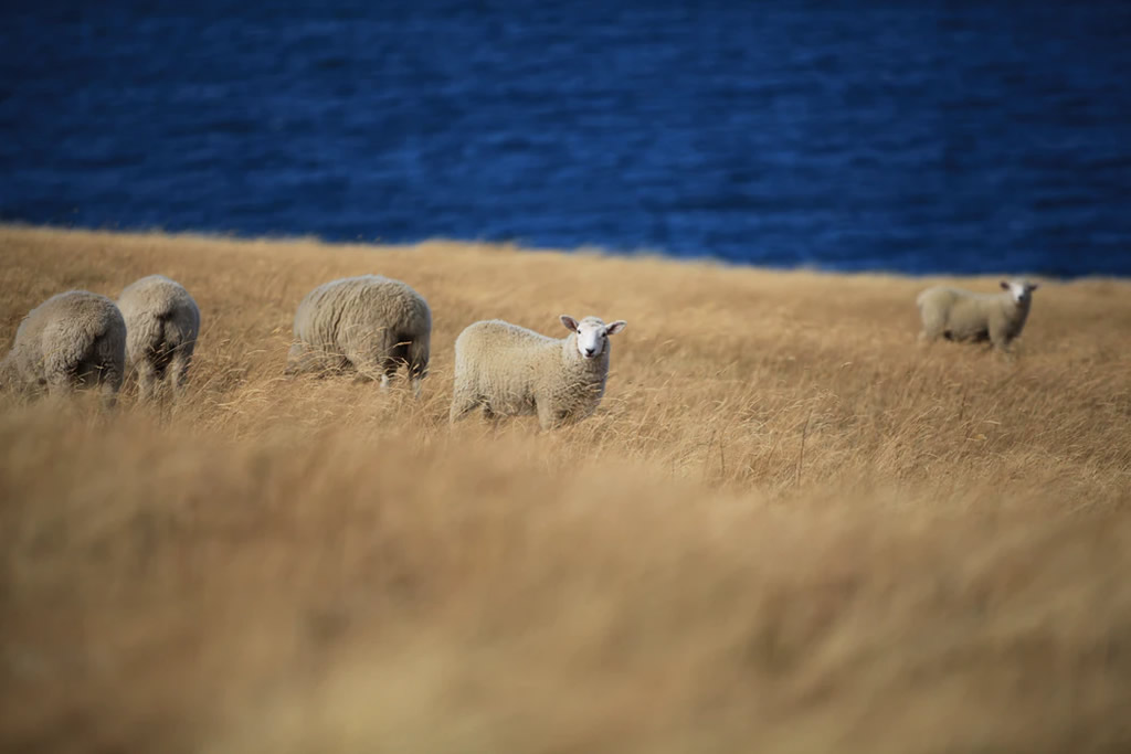 The Shepherd King