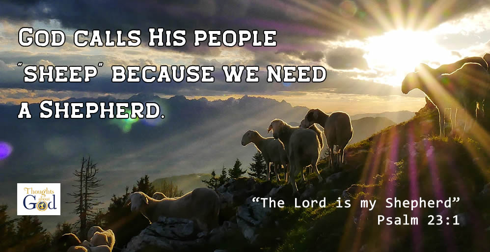 Five Reasons Why God Calls His People “Sheep”