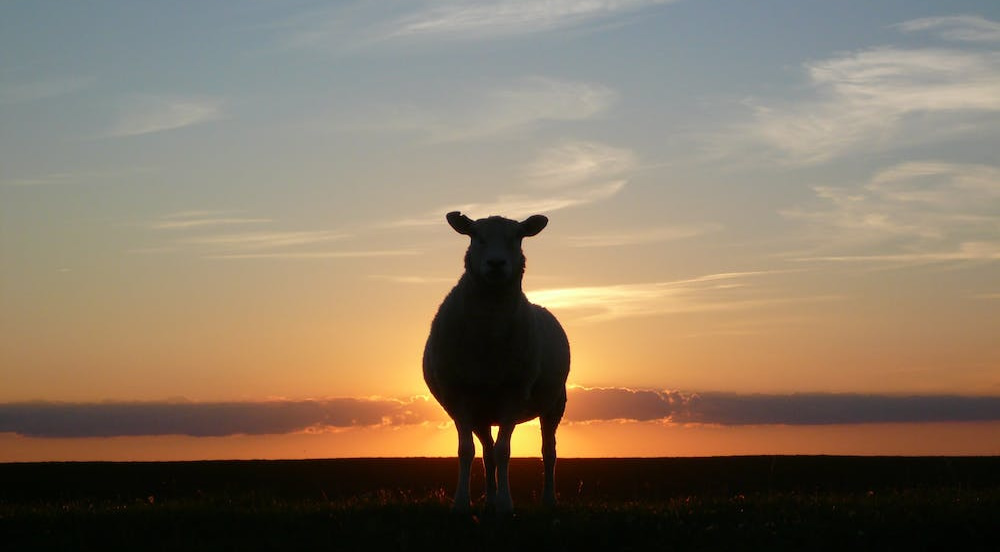Like Sheep