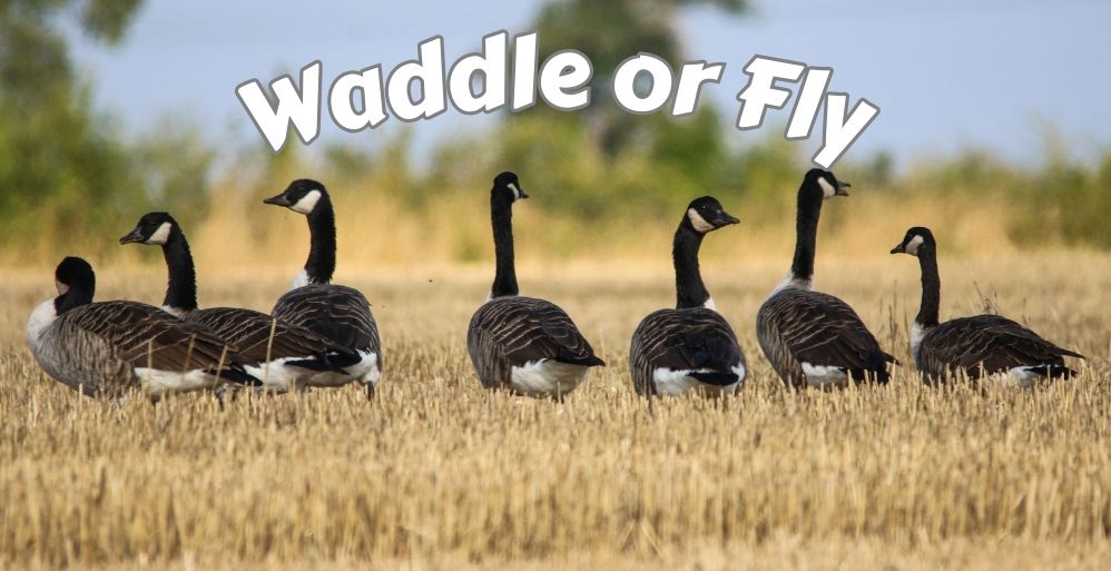 Waddle or Fly