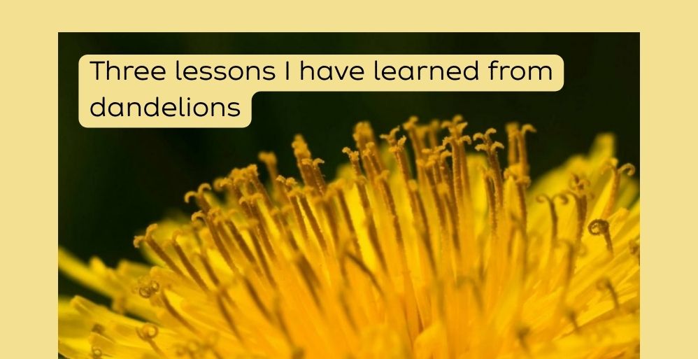 Dandelions – Rise Above the Circumstances