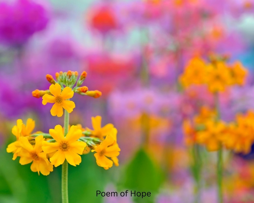 A Poem of Hope