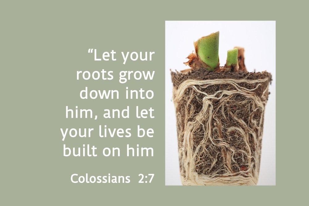 Strengthening Your Roots