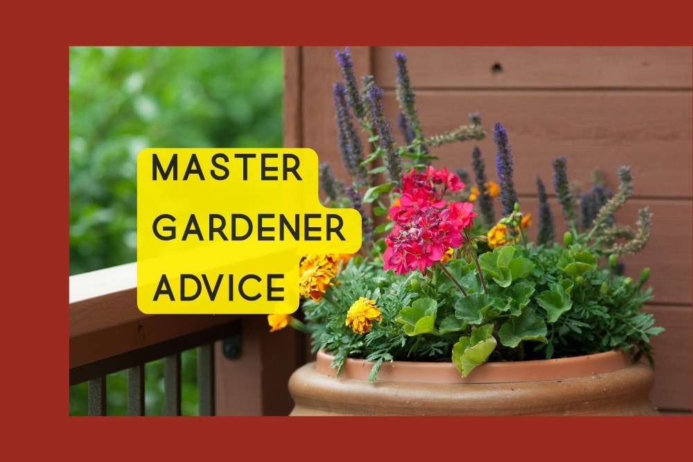 Master Gardener Advice